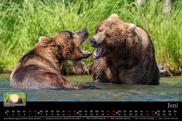 Kalenderblatt Juni 2021 - Grizzlybären