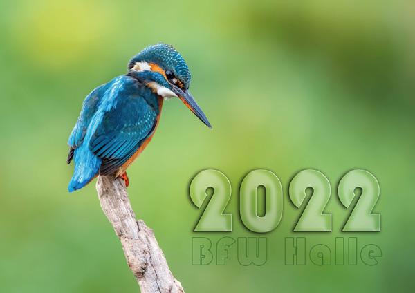 Tierkalender 2022 - Titelblatt (Eisvogel)