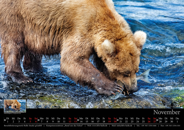 Kalenderblatt November 2022 - Grizzly